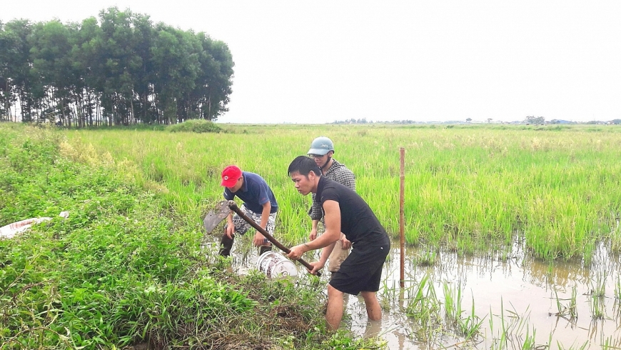 -Sau mỗi đợt mưa to, nhiều người lại đi săn chuột