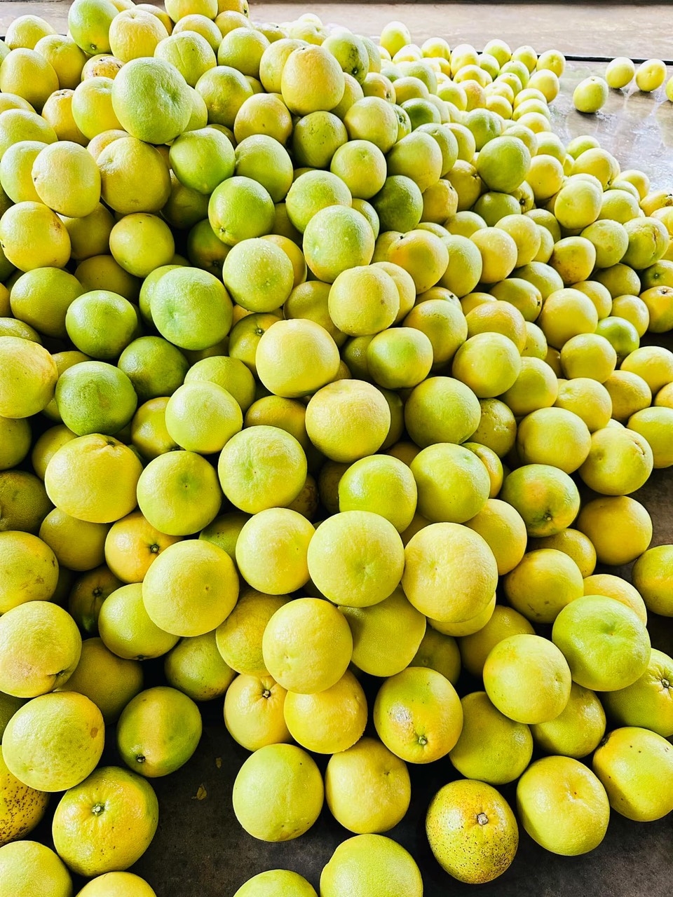 Người làm giàu từ cây bưởi Phúc Trạch