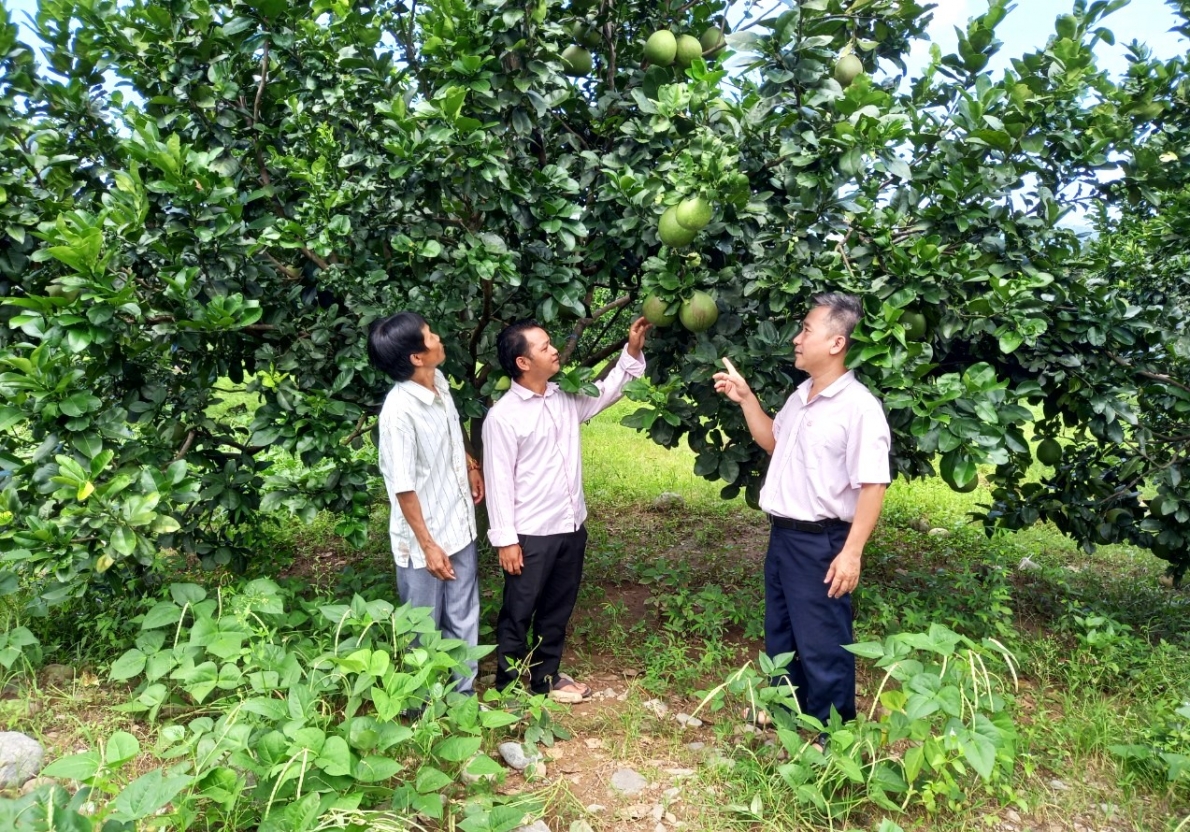 Mô hình trồng bưởi da xanh ở thôn Gia É, xã Phước Bình, huyện Bác Ái, tỉnh Ninh Thuận góp phần nâng cao thu nhập, phát triển kinh tế cho bà con