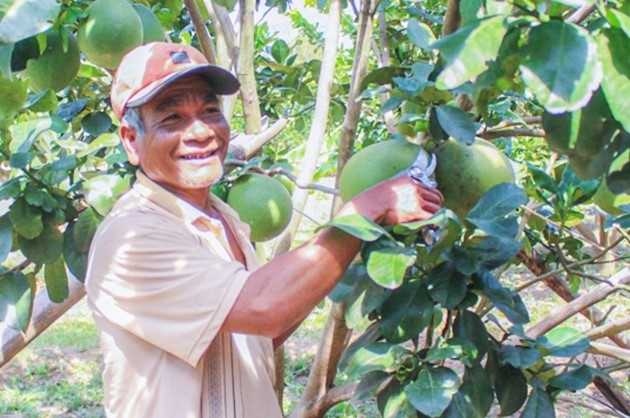 NCT xã Phước Bình chuyển đổi cơ cấu cây trồng, tăng thu nhập, phát triển kinh tế, xóa đói giảm nghèo