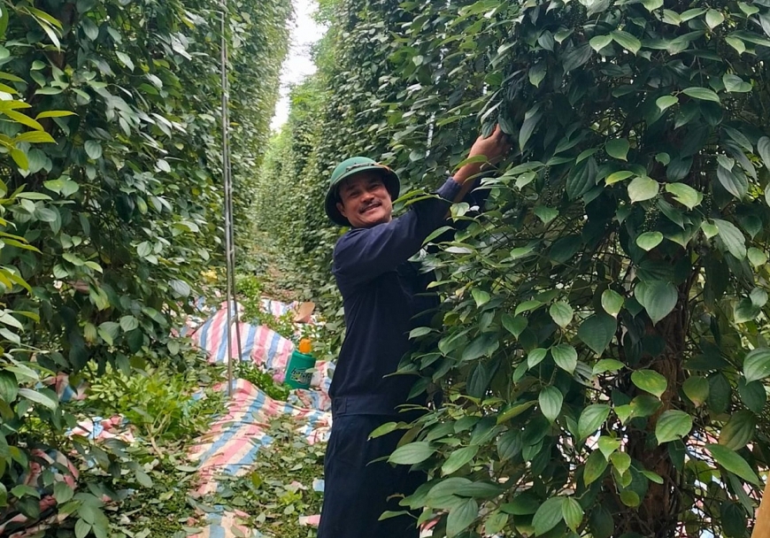 Cựu chiến binh làm giàu từ trồng tiêu hữu cơ