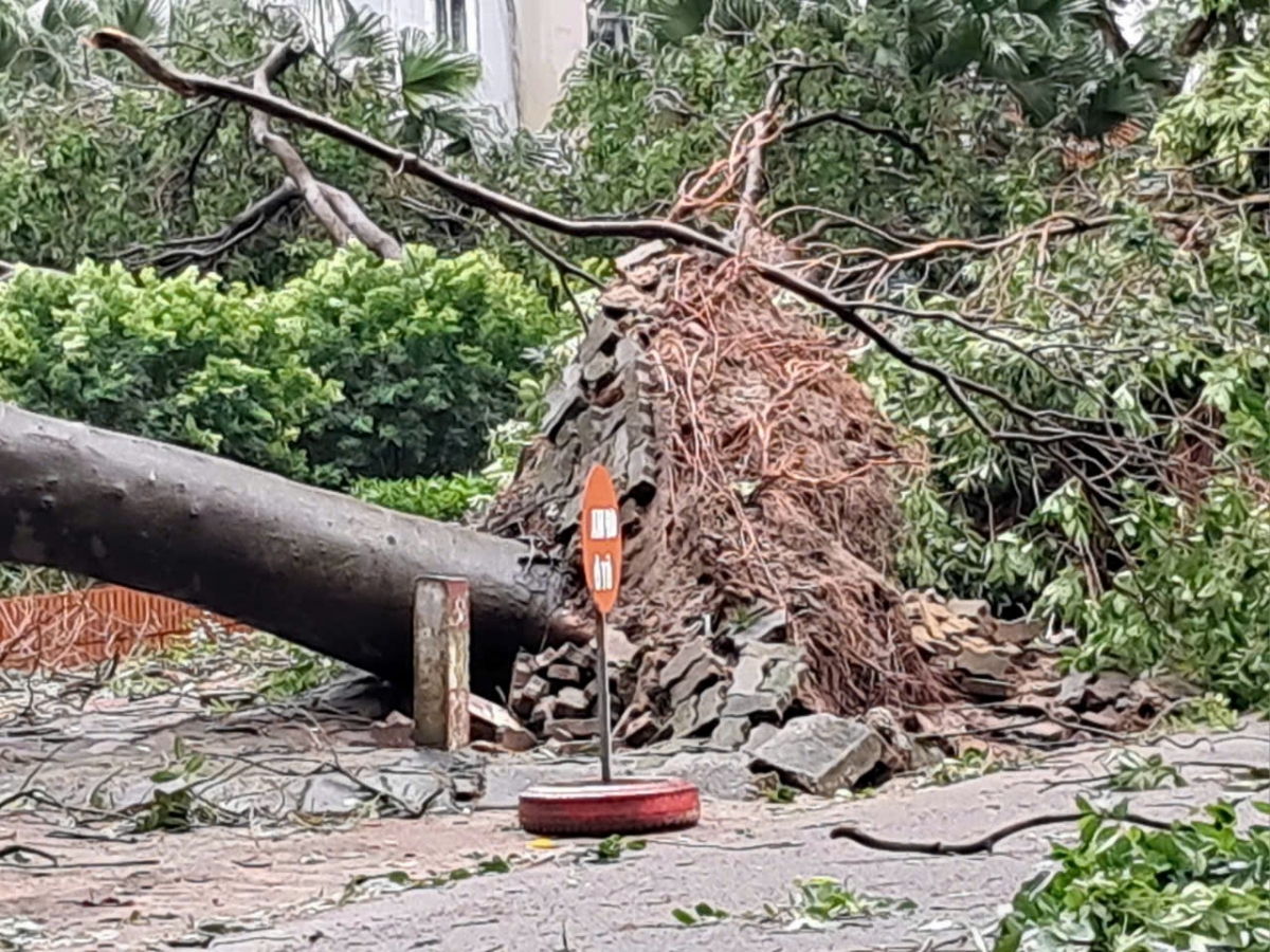 Hiện trường sau bão