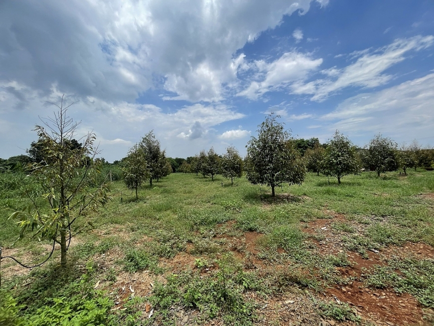 NCT cần cảnh giác với việc “giúp vay vốn ngân hàng” thành “chuyển nhượng quyền sử dụng đất”