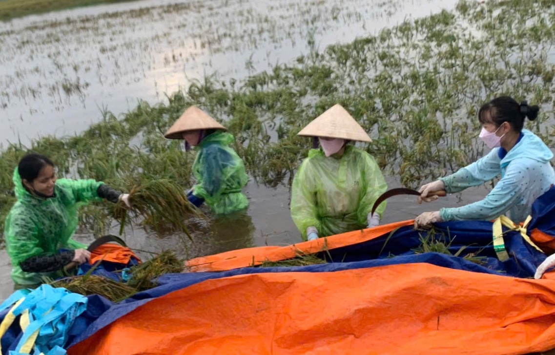NCT xã Phú Cường, huyện Ba Vì, TP Hà Nội tham gia thu hoạch lúa bị ngập nước sâu trên cánh đồng sáng ngày 14-9
