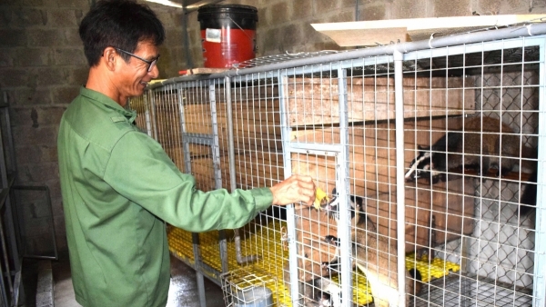 Những người cao tuổi đi đầu trong phát triển kinh tế ở Yên Than