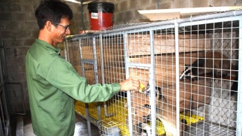 Những người cao tuổi đi đầu trong phát triển kinh tế ở Yên Than
