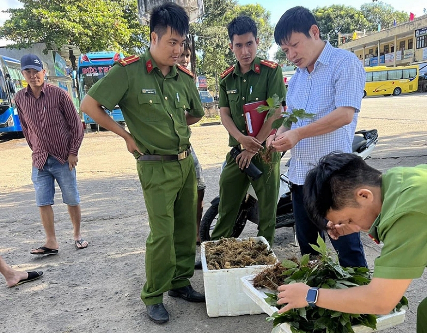 Công an Kon Tum phát hiện, tạm giữ lô hàng củ và lá giống với Sâm Ngọc Linh. (ảnh CA Kon Tum)