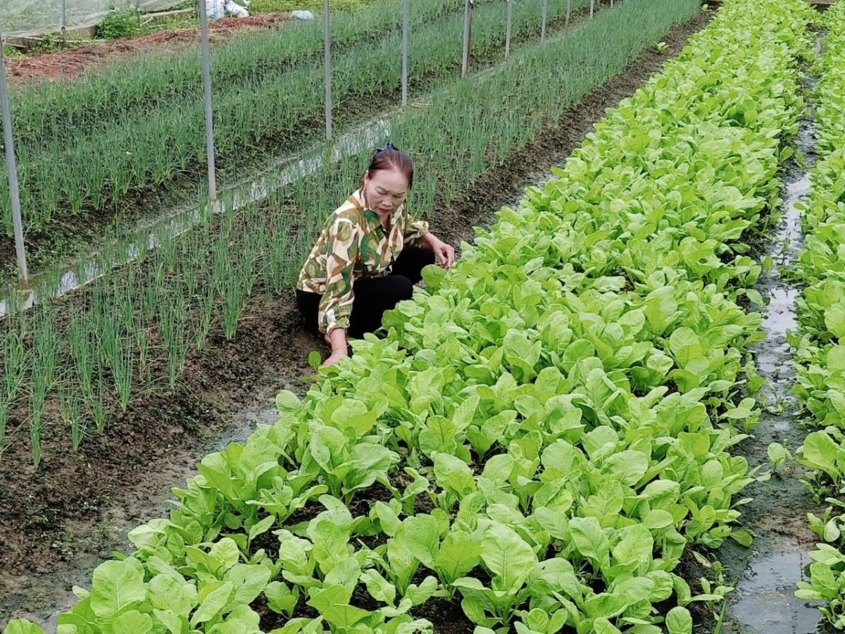 Nữ Bí thư cao tuổi tận tâm giúp dân