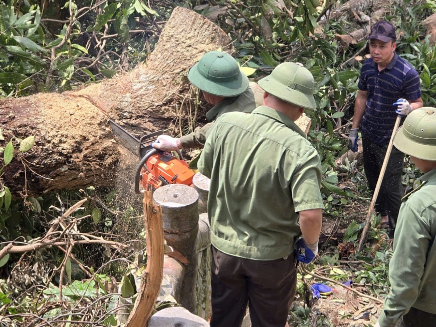  Cán bộ, viên chức người lao động Ban Quản lý di tích và rừng quốc gia Yên Tử cắt cây ngã đổ thông tuyến đường hành hương lên chùa Đồng.