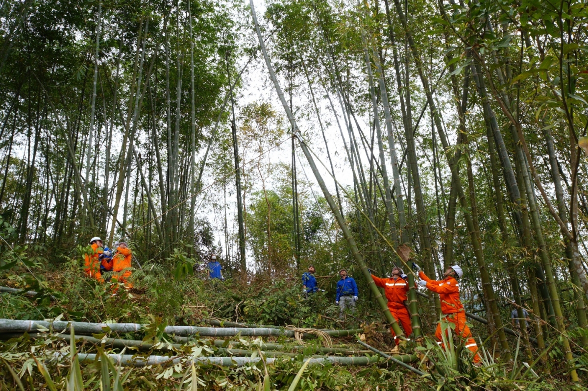 Công ty Điện lực Thanh Hóa: Tăng cường giải pháp giảm sự cố đường dây trung áp