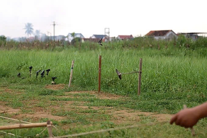 Huyện Diễn Châu, tỉnh Nghệ An: Báo động tái diễn nạn săn bắt, bẫy chim hoang dã, chim di cư