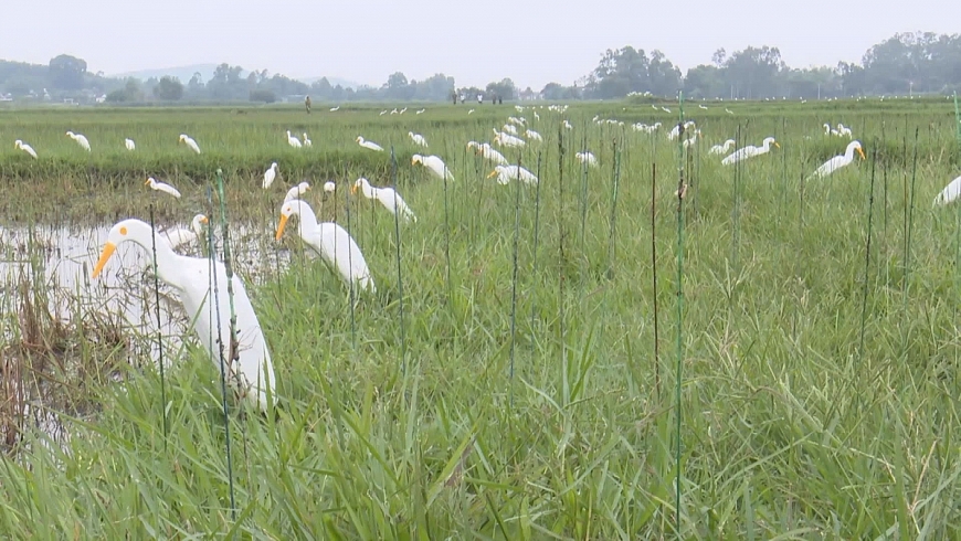 Huyện Diễn Châu, tỉnh Nghệ An: Báo động tái diễn nạn săn bắt, bẫy chim hoang dã, chim di cư
