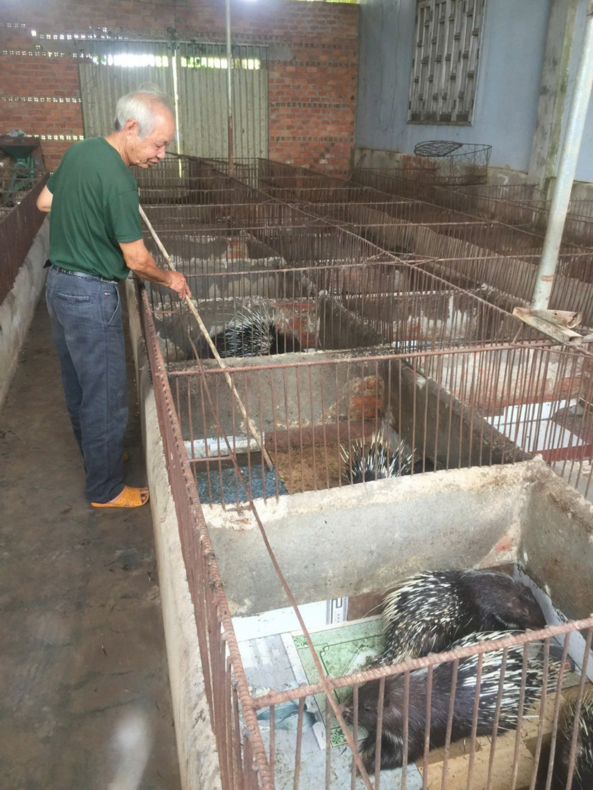 Vừa giỏi công tác Hội NCT, vừa làm kinh tế giỏi từ mô hình nuôi nhím