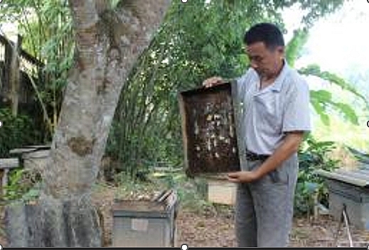 Ông Hoàng Văn Ngô và đàn ong mật của gia đình.
