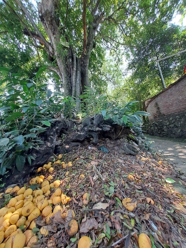 Mê mẩn rặng thị cổ hàng trăm năm tuổi ở Hải Phòng mùa quả chín