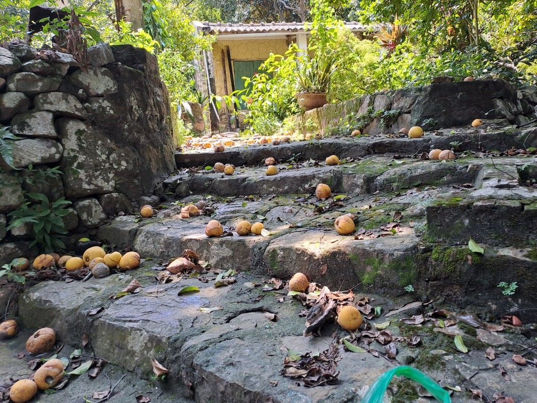 Mê mẩn rặng thị cổ hàng trăm năm tuổi ở Hải Phòng mùa quả chín