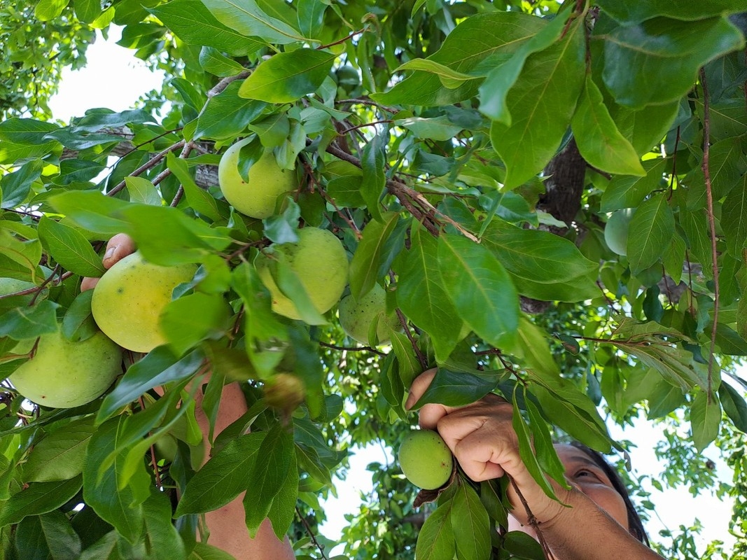 Mê mẩn rặng thị cổ hàng trăm năm tuổi ở Hải Phòng mùa quả chín