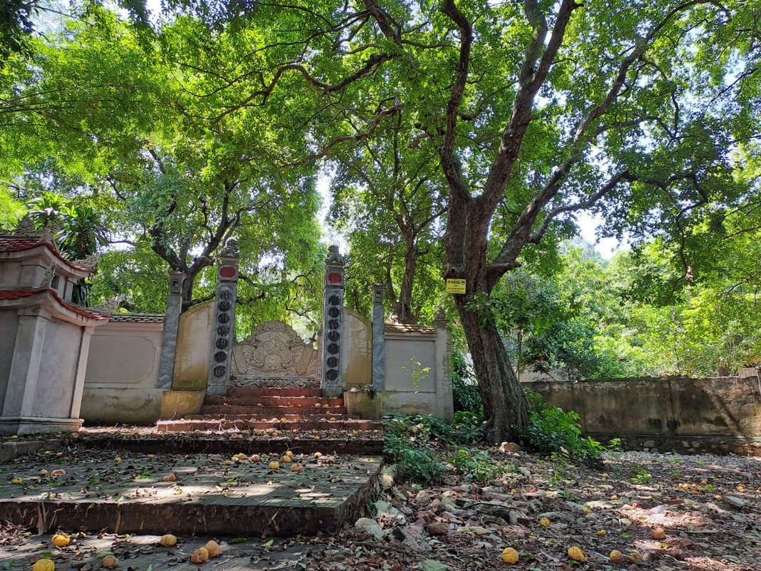 Mê mẩn rặng thị cổ hàng trăm năm tuổi ở Hải Phòng mùa quả chín