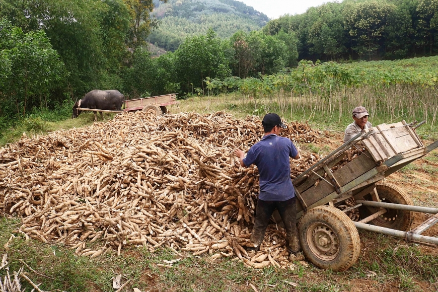 Nông dân xã Thanh Ngọc, Thanh Chương ra đồng thu hoạch sắn nguyên liệu
