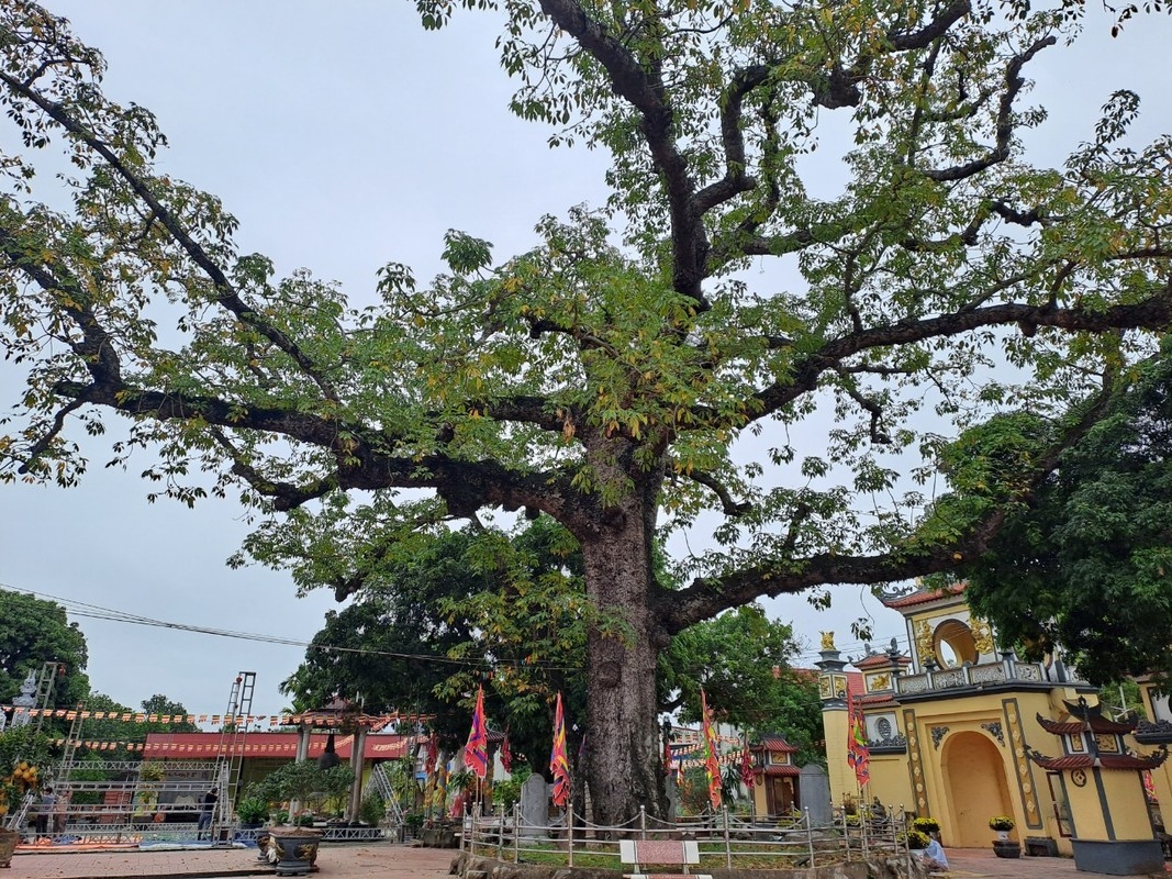“Tận mục sở thị” ngôi đền linh thiêng có cây Gạo nhiều tuổi nhất Việt Nam
