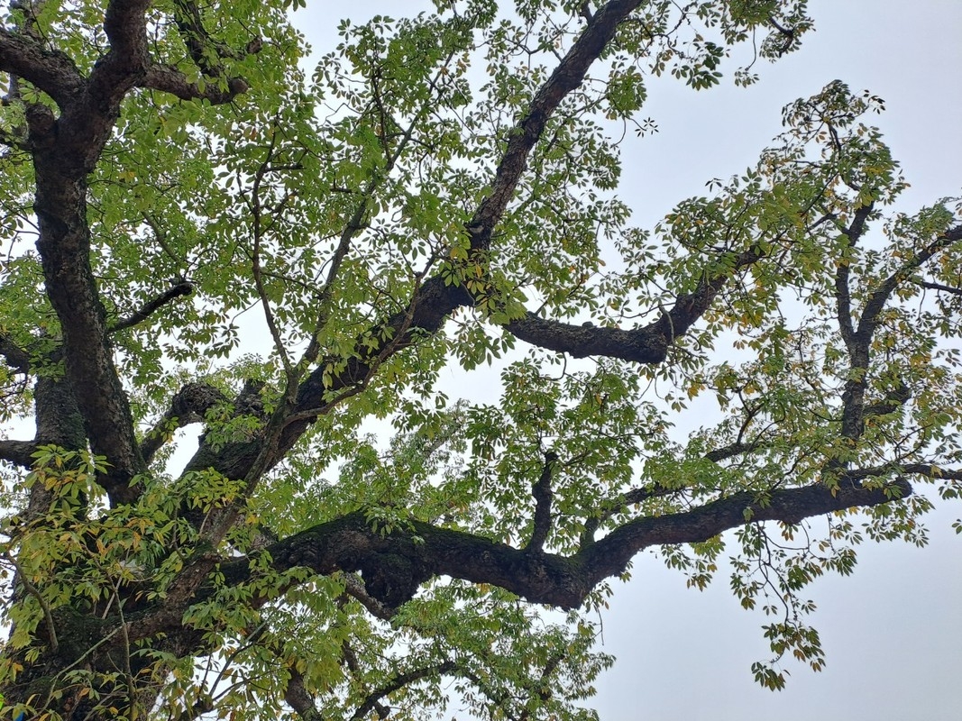 “Tận mục sở thị” ngôi đền linh thiêng có cây Gạo nhiều tuổi nhất Việt Nam