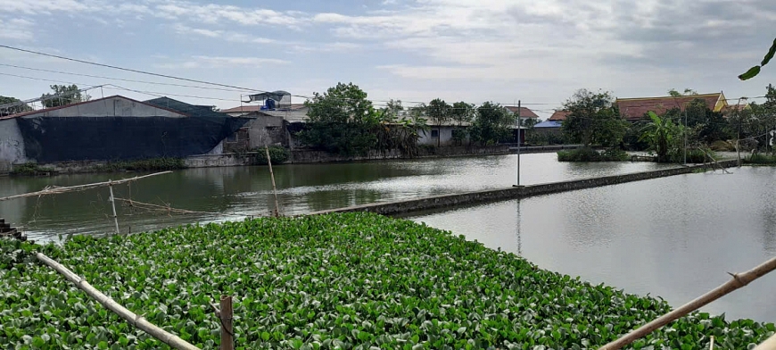 Trại chăn nuôi gây ô nhiễm môi trường ảnh hưởng đến đời sống sinh hoạt của người dân trong thôn.
