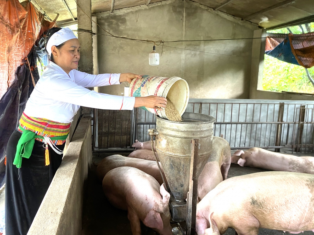 Bà Quách Thị Xuân phát triển kinh tế bằng chăn nuôi