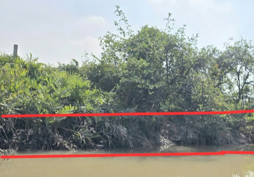 . Bùn, đất bám dính vào bờ, trên các canh cây, cỏ trên mương dẫn nước vào các đầm nuôi trồng thủy sản khi nước thủy triều xuống.