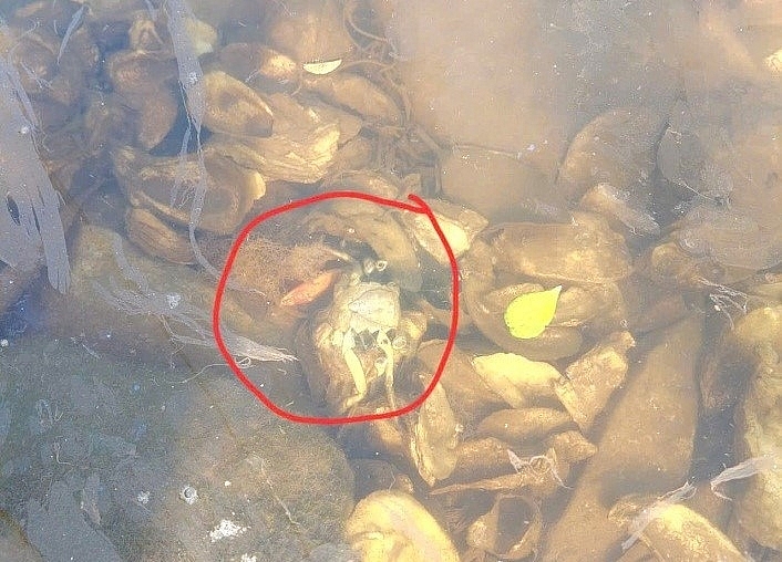 . Ô nhiễm môi trường nước dẫn đến tôm, cua đang nuôi thả tại đầm ông Lê Văn Thoại và các hộ dân trên địa bàn chết hàng loạt.