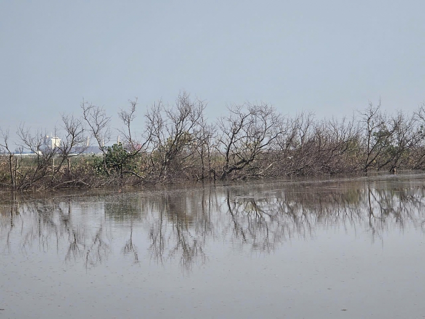 Bờ đầm với những bãi cây lậu do ô nhiễm môi trường cũng chết dần, chết mòn