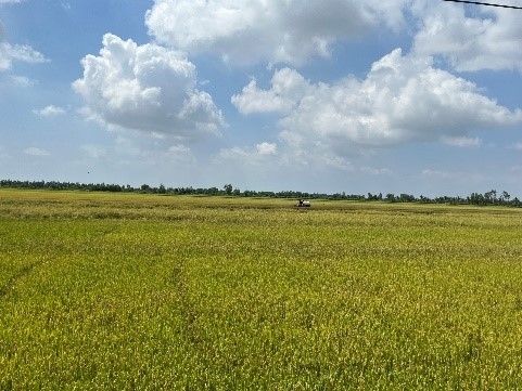 Chuyện mùa gặt...