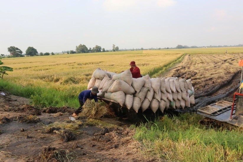 Chuyện mùa gặt...
