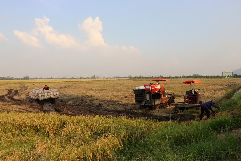 Chuyện mùa gặt...