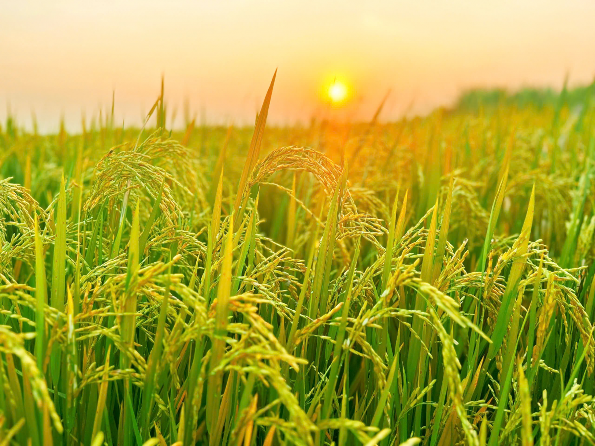 Chuyện mùa gặt...