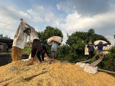 Chuyện mùa gặt...