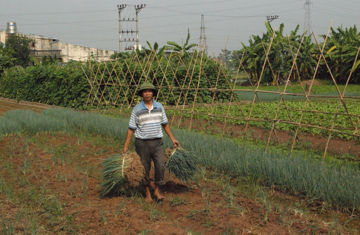 NCT thị trấn Trúc Sơn, huyện Chương Mỹ, Hà Nội tham gia sản xuất nông nghiệp sạch mang lại hiệu quả kinh tế cao tham gia sản xuất