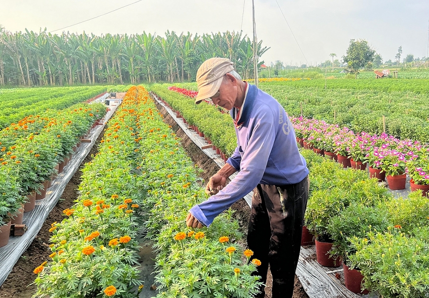Nông dân trồng hoa cung cấp cho thị trường.