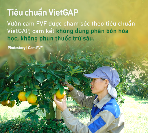 Giải mã lý do Cam tươi FVF chinh phục người tiêu dùng