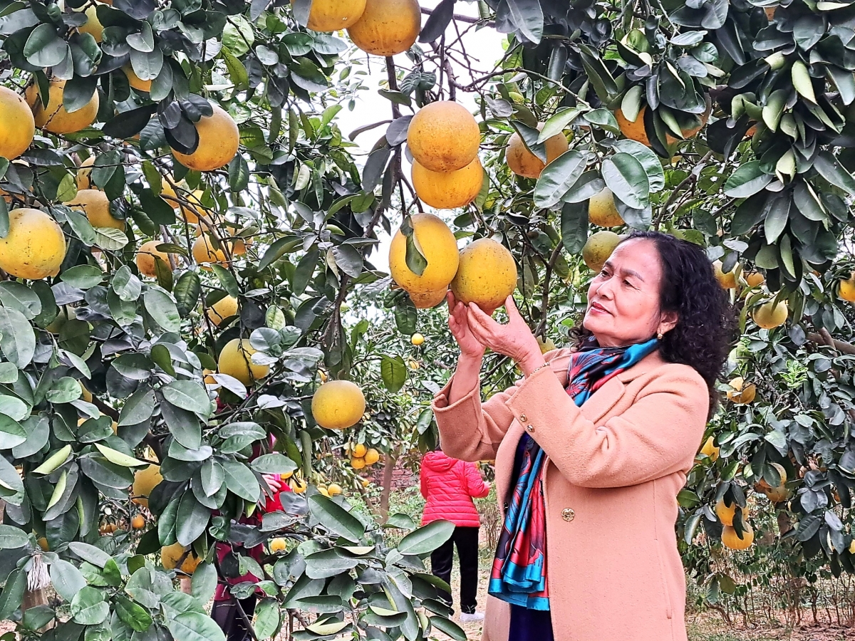 Mô hình NCT làm kinh tế giỏi của phường Nam Đồng