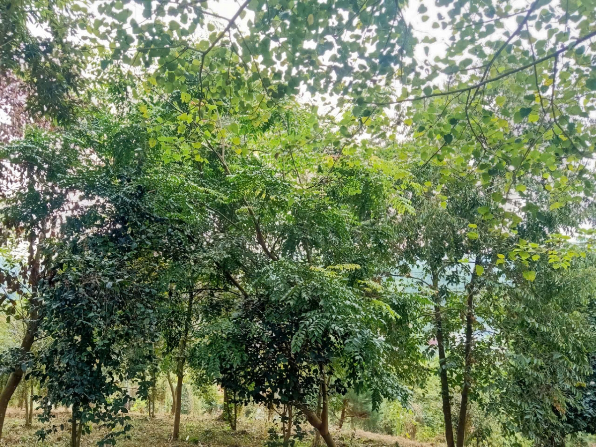 Rừng cây do các thành viên CLB LLVT nghỉ hữu xã Dị Nậu trồng trên gò Trạm Lĩnh đang khép tán