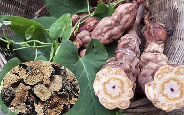 Cách dùng hà thủ ô tăng cường sức khỏe