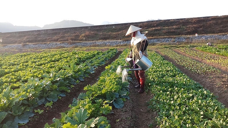 Đề nghị tiếp tục miễn thuế sử dụng đất nông nghiệp