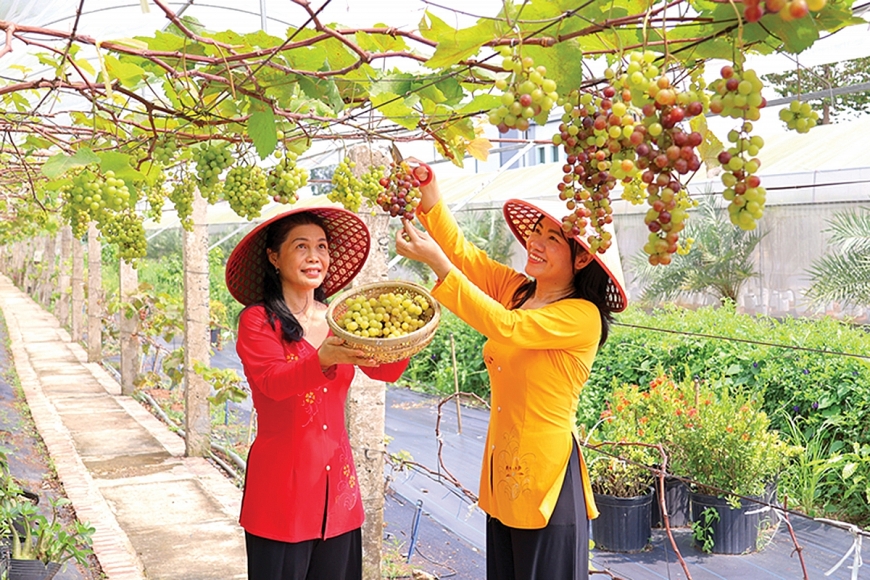 Khách du lịch tham quan trải nghiệm hái nho tại Điểm du lịch Như Ba Farmstay.