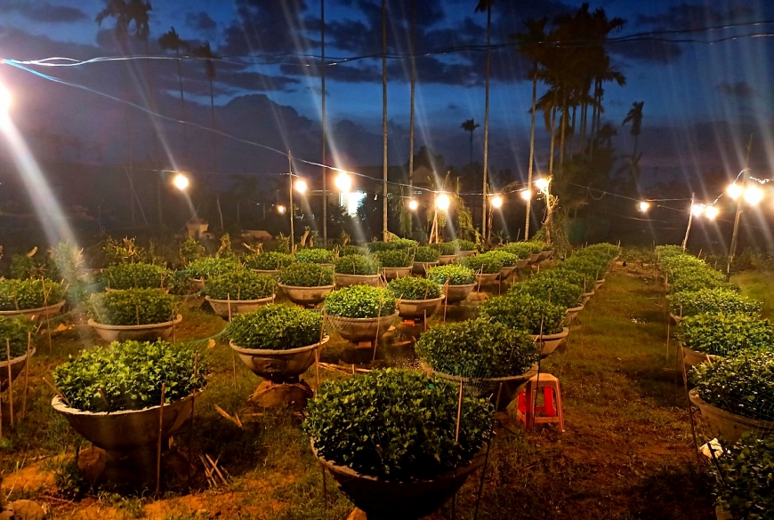 “Thủ phủ” hoa cúc miền Trung vào mùa