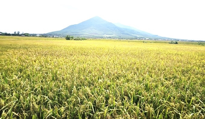 Mô hình lúa - rươi theo hướng hữu cơ ở Hà Tĩnh do Tập đoàn Quế Lâm phối hợp thực hiện