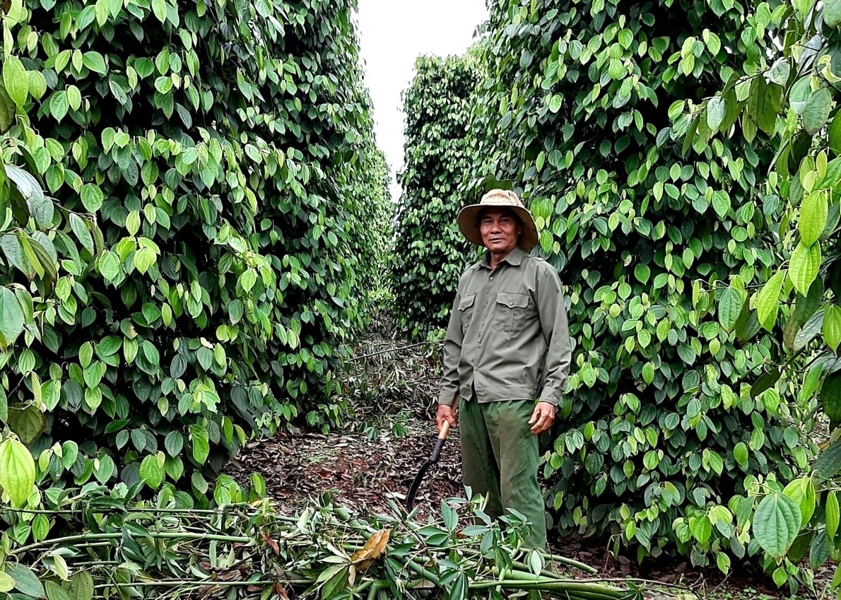 Người cao tuổi Đăk Mil chung tay xây dựng quê hương đổi mới, phát triển