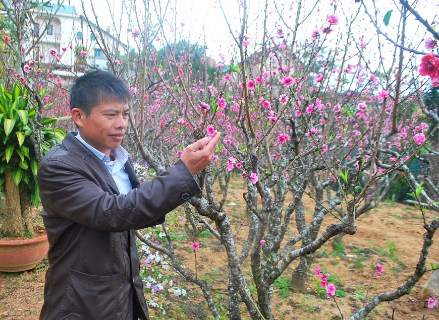 Ông Sang chăm sóc hoa đào trong vườn.