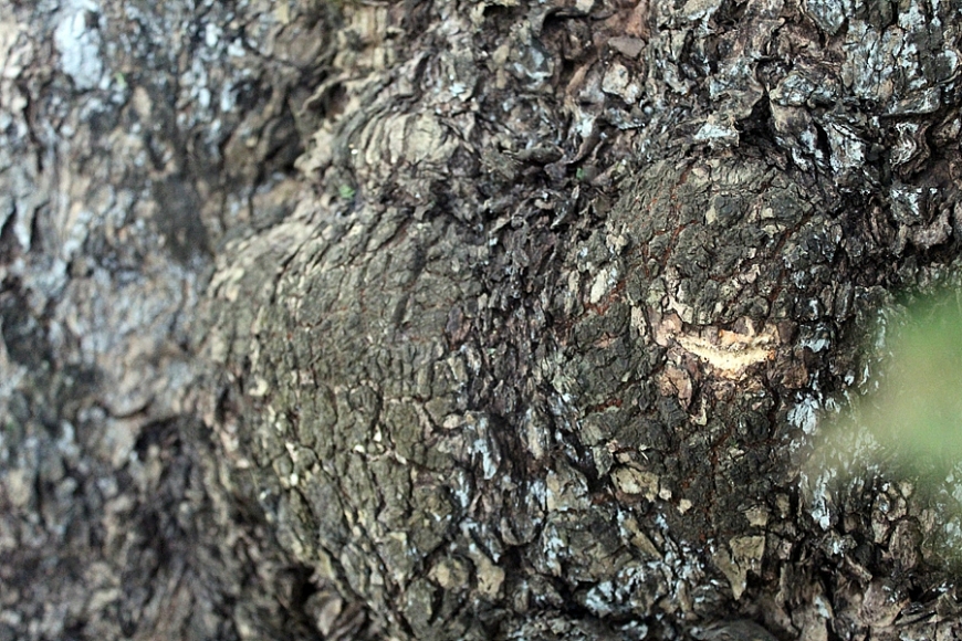 Hai cây thị cổ ở Di sản Thành nhà Hồ được ví như ‘biểu tượng’ của làng