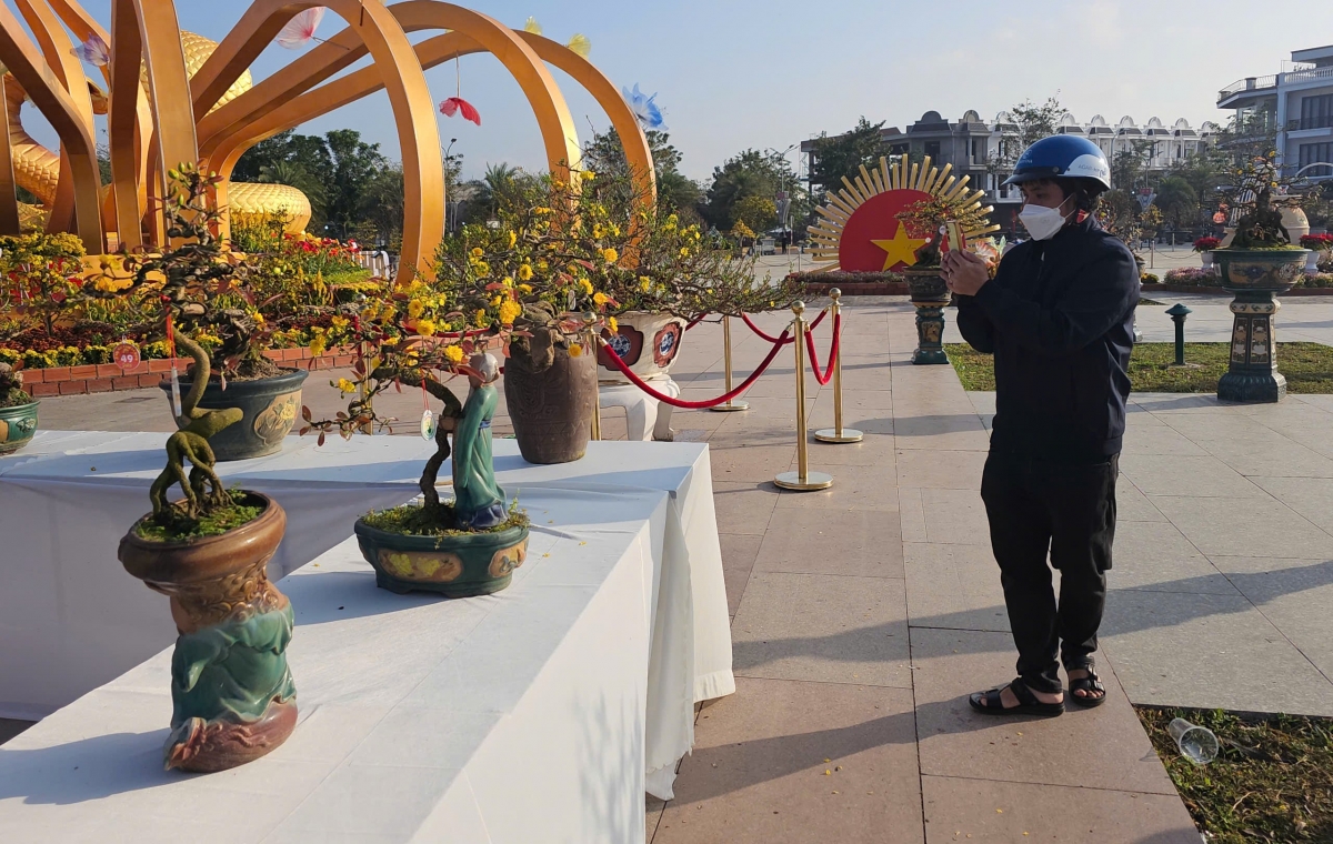 Mai khoe sắc, khoe dáng trong Lễ hội Mai vàng An Nhơn lần thứ 2 năm 2025