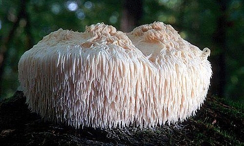 Những lợi ích của nấm bờm sư tử